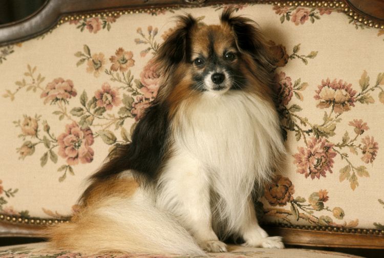 Phalene oder Continental Toy Spaniel, Hund sitzt auf Sofa