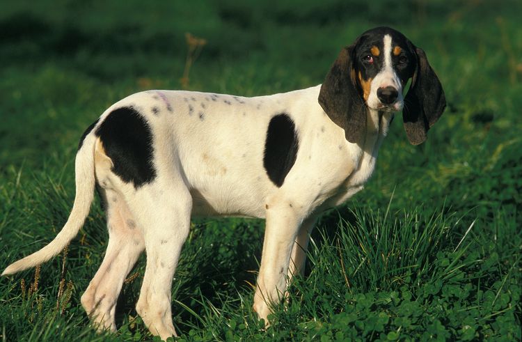Ariegeois Hound, Hund auf Gras stehend