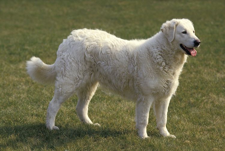Kuvasz Hund Erwachsene, natürlicher Hintergrund