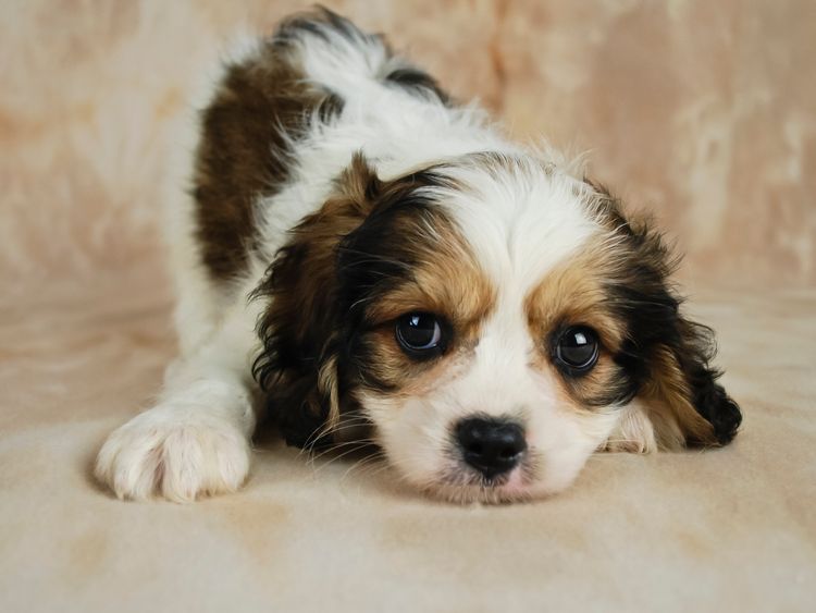 Sehr süßer brauner und weißer Cavachon-Welpe. Cavalier Mischling mit Bichon Frise