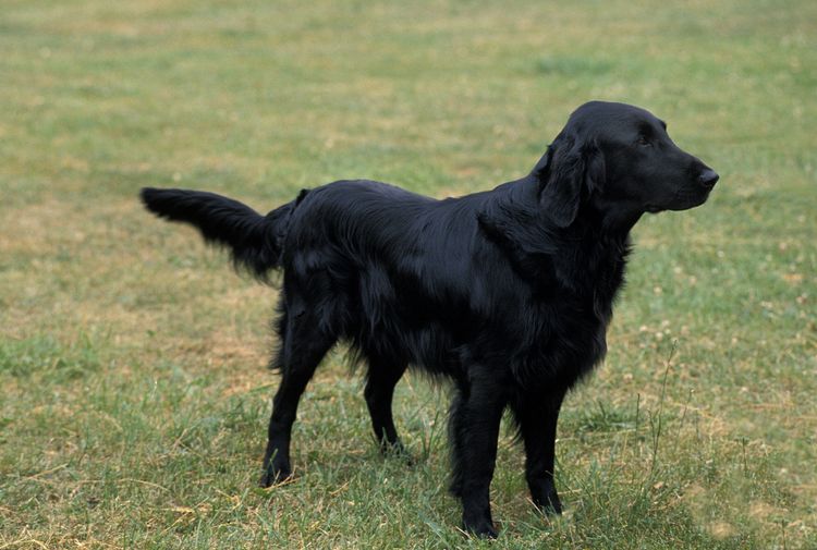 Flat Coated Retriever, Hund steht auf Gras