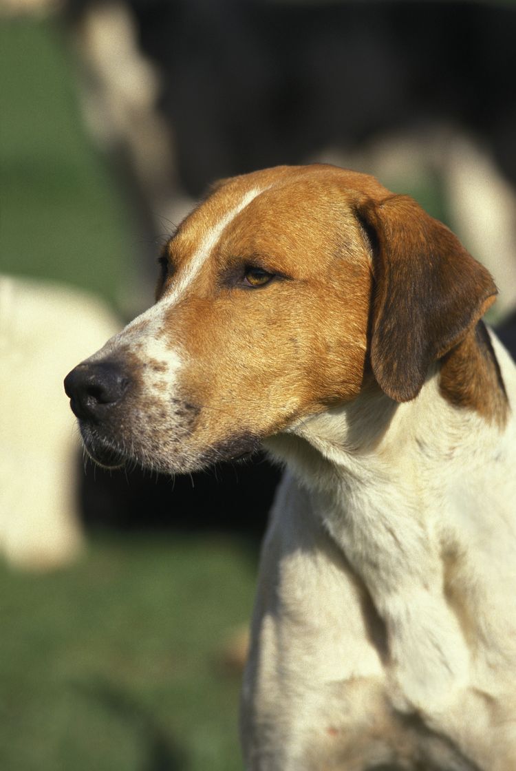 Englischer Foxhound, Porträt eines Hundes