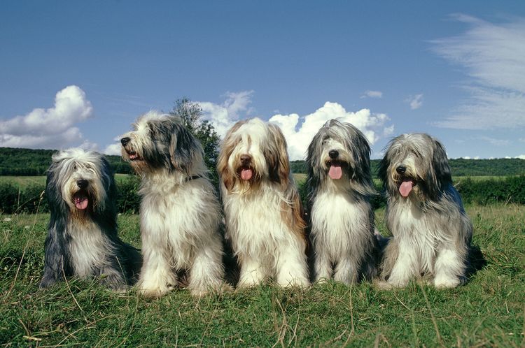 Bearded Collie Hund, sitzend auf Gras