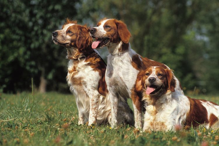 Brittany Spaniel, Hund stehend auf Gras