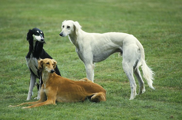 Saluki Hund stehend auf Rasen