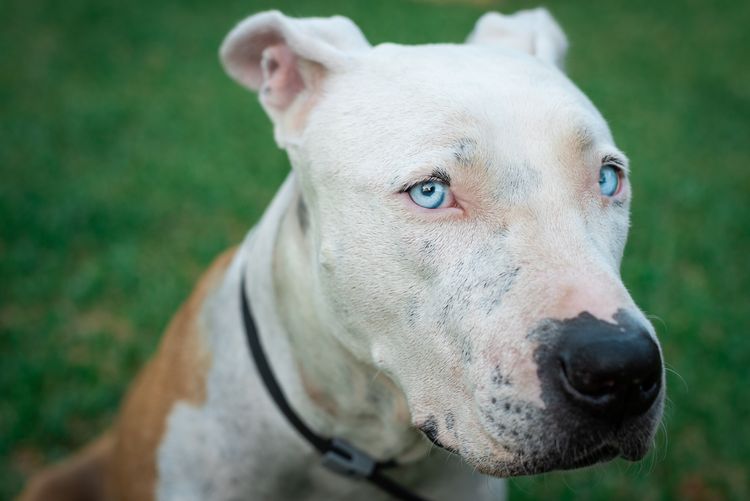 Pit Bull American Stafford Hund Porträt in grünem Hintergrund. Blaue Augen in Großaufnahme. Schöner weißer und brauner Hund. Hund schaut in die Kamera. Liebenswerter Hund mit schönem Blick