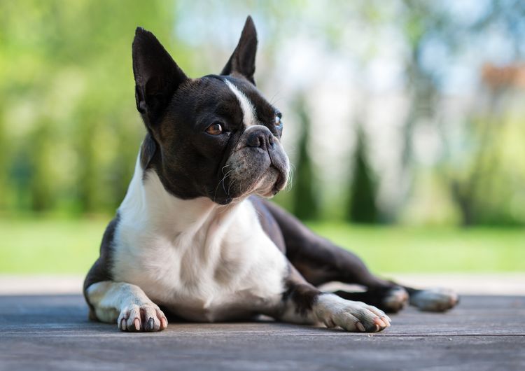Boston Terrier Hund auf brauner Terrasse - geringe Tiefenschärfe