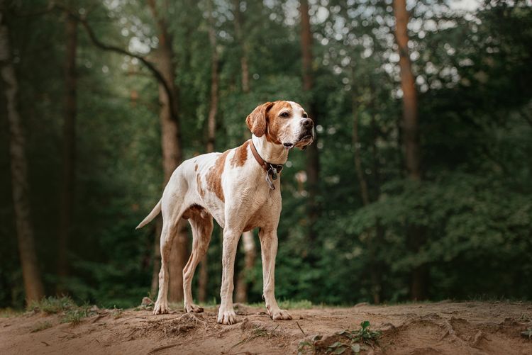 Alter Vorstehhund mit Halsband im Sommer im Wald stehend