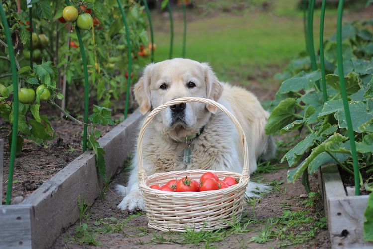 Hund mit Erntekorb voller Tomaten zwischen Gartenbeeten