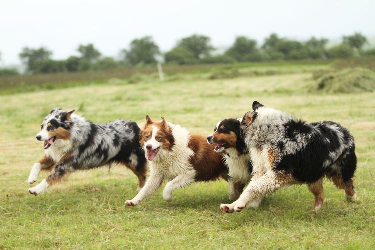 Australian Shepherd beim Coursing