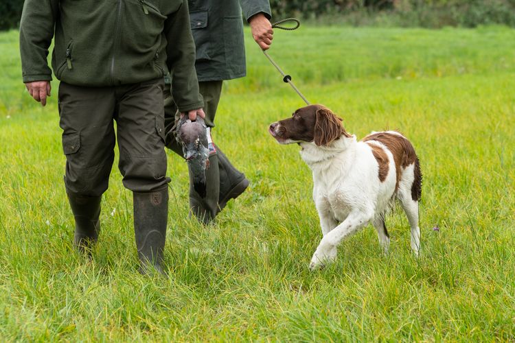 Niederländischer Rebhuhnhund, Drentse patrijs hond, an der Leine mit zwei Jägern, die eine Taube auf einem Feld halten