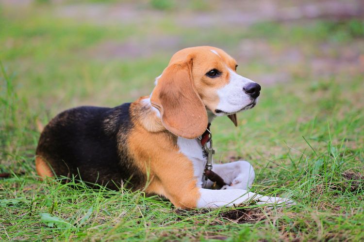 Beagle Harrier Hund auf der Wiese