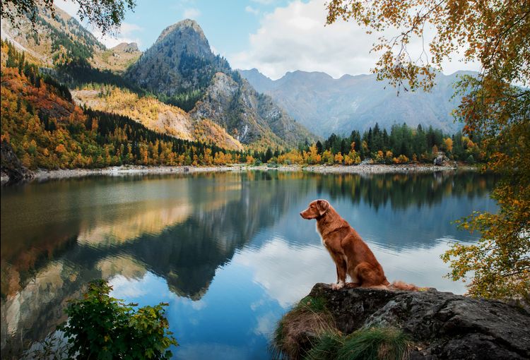 Hund auf einem Stein an einem Bergsee im Herbst. Reisen mit einem Haustier. roter Nova Scotia Duck Tolling Retriever auf Naturhintergrund