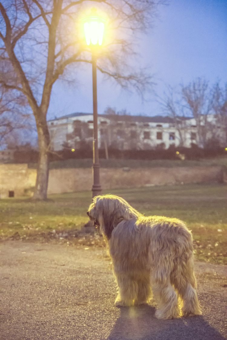 Weißer Hund Bergamasco im Park bei Sonnenuntergang