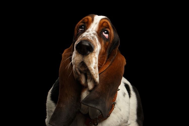 Porträt eines Basset Hound Hundes mit gleichgültigem Blick nach oben auf isoliertem schwarzen Hintergrund, Vorderansicht