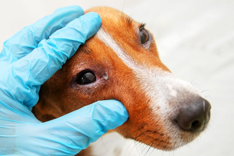 Tierarzt untersucht die Augen eines Dackels. Bindehautentzündung Augen des Hundes. Medizinische und gesundheitliche Betreuung von Haustieren Konzept
