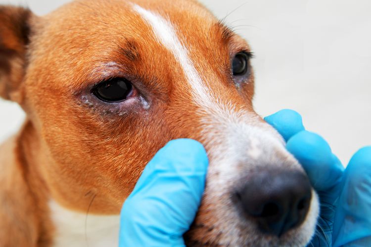Untersuchung eines kranken Hundes mit infizierten, verkrusteten Augen. Inspektion, Blepharitis. Nahaufnahme von Rötung und Beule im Auge eines Hundes. Bindehautentzündung Augen des Hundes