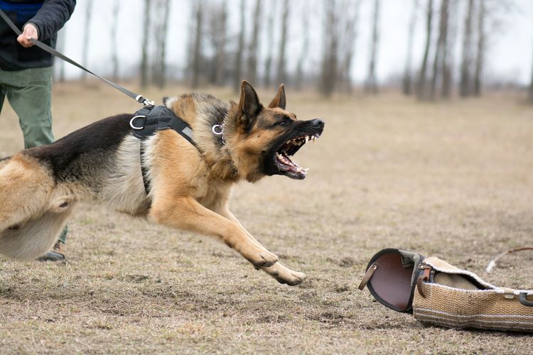 Deutscher Schäferhund beim Hundetraining