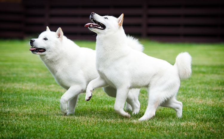 Zwei Hokkaido-Hunde auf grünem Gras