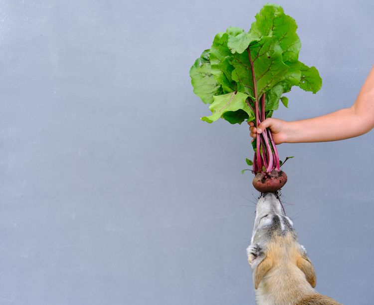 Menschliche Hand hält ungewaschene Rote Bete. Hund knabbert Rote Bete. Frisch geerntete Rote Bete für vegetarisches Essen. Gemüse für die Gesundheit von Haustieren. Gesundes Hundefutter. Platz für Text.