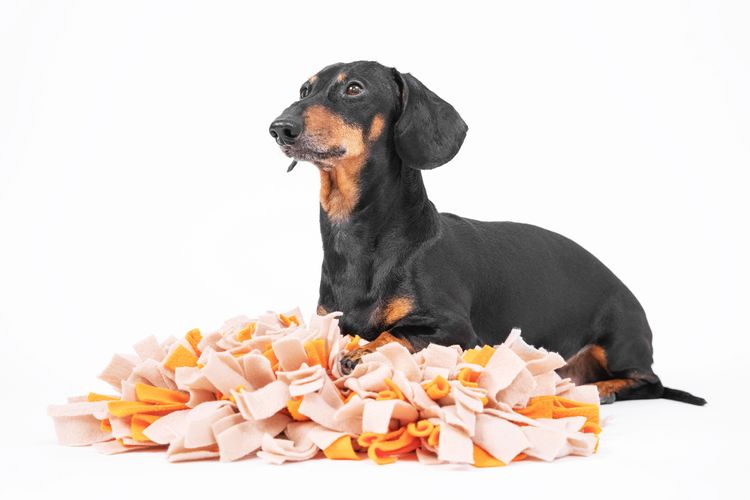 Kluger gehorsamer Dackel liegt auf weichem waschbaren Schnuffelteppich zum Verstecken von getrockneten Leckerlis für Hunde Nasenarbeit auf weißem Hintergrund, Vorderansicht. Intellektuelle Spiele mit Haustier. Kluger gehorsamer Dackel liegt auf weichem waschbaren Schnuffelteppich zum Verstecken von getrockneten Leckerlis für Hunde Nasenarbeit auf weißem Hintergrund, Vorderansicht. Intellektuelle Spiele mit Haustier