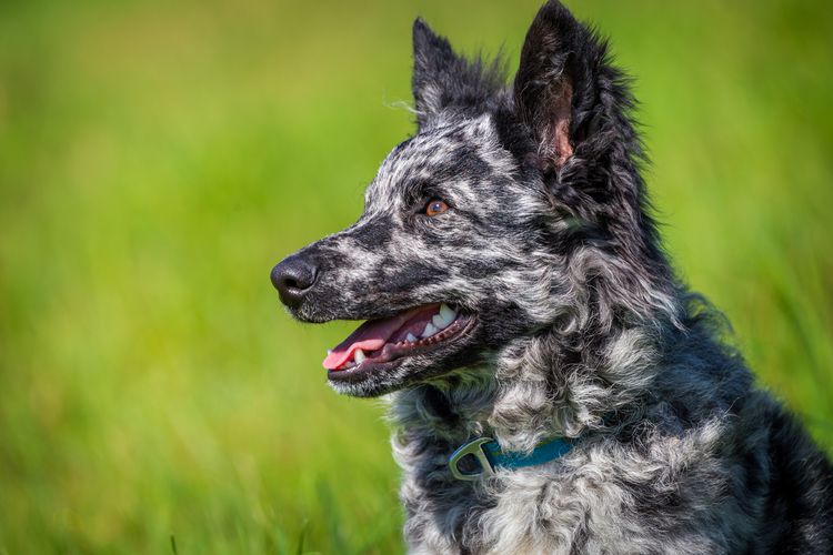 Mudi Hund im Gras aktiv