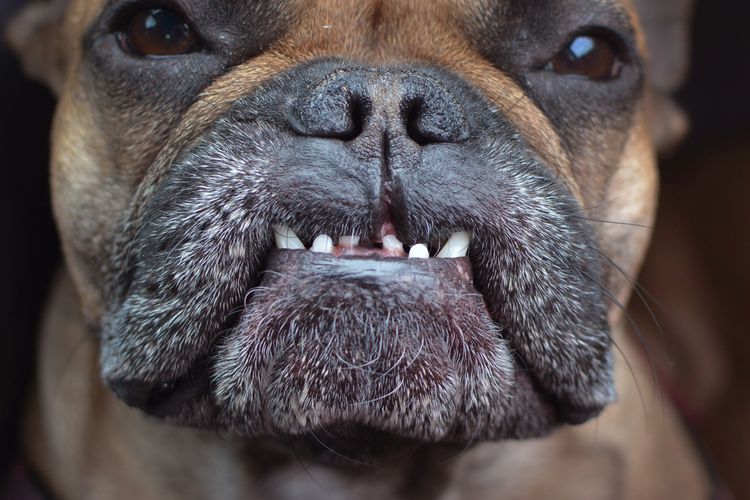 Nahaufnahme des Zahnzustands mit Überbiss und fehlenden Zähnen einer flachnasigen Französischen Bulldogge