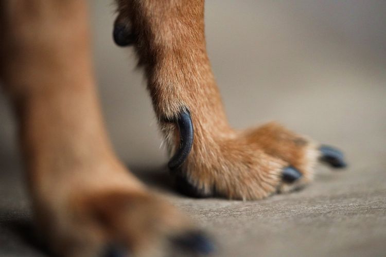 Makrofoto Pfoten mit langen Krallen eines kleinen Hundes auf einem braunen Holzhintergrund.Hundehaare in Großaufnahme. Makrofoto Pfoten mit langen Krallen eines kleinen Hundes auf einem braunen Holzhintergrund.Hundehaare in Großaufnahme.