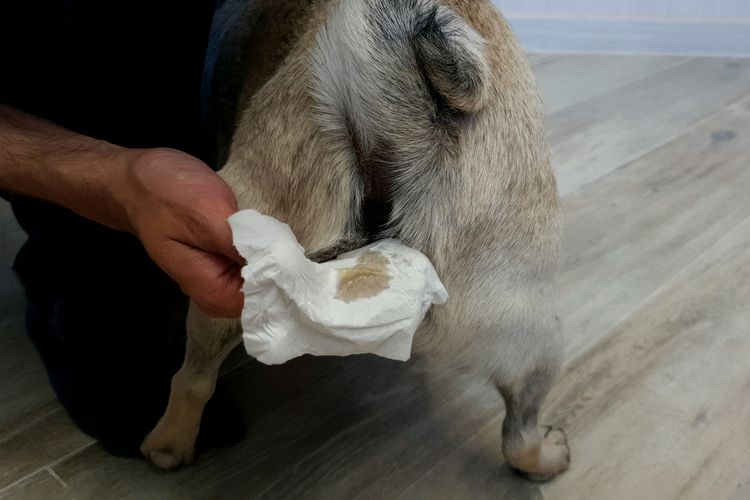 Der Mensch reinigt die Paraanaldrüsen eines Mops-Hundes. Ein notwendiger Eingriff für die Gesundheit von Hunden. Haustierpflege.