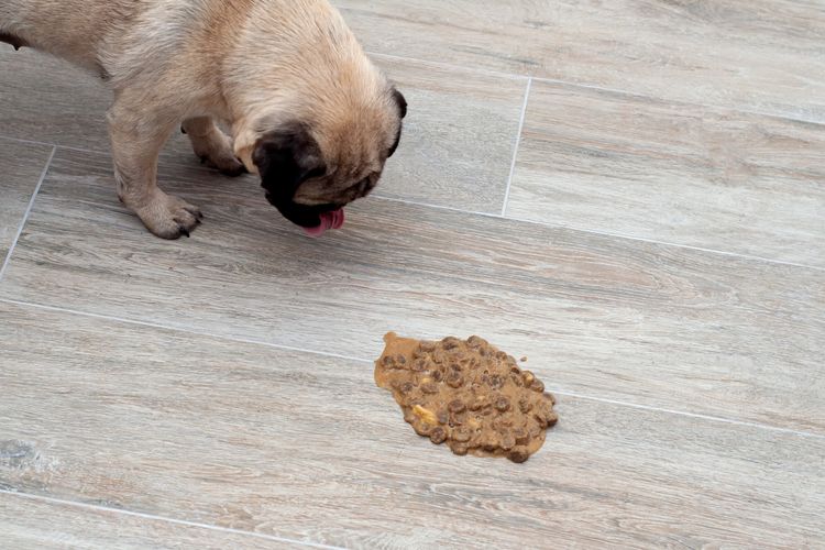 Hund Mops erbricht im Wohnzimmer auf dem Boden, kranker Hund erbricht um sich zu heilen. Nahaufnahme,