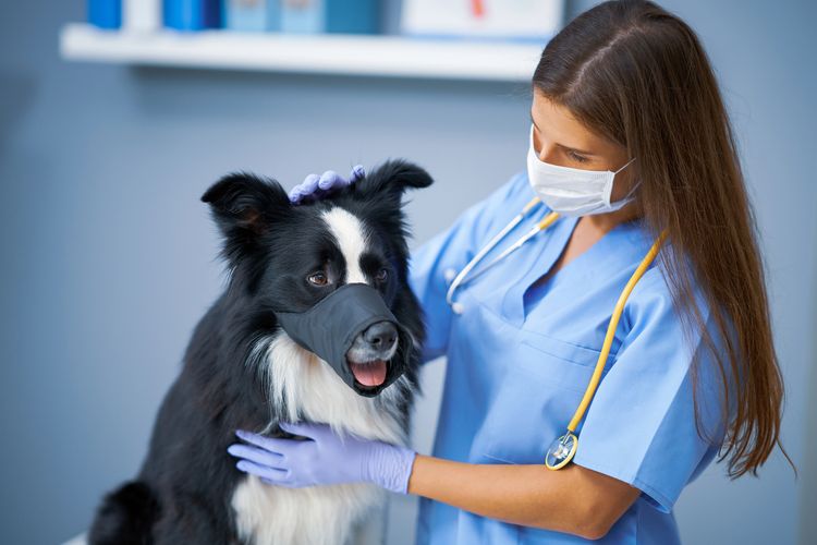 Tierärztin bei der Untersuchung eines Hundes in der Klinik Bild einer Tierärztin, die einen Hund in der Klinik untersucht