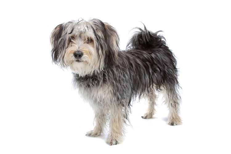 Malteser-Mischling/Yorkshire Terrier isoliert auf weiß