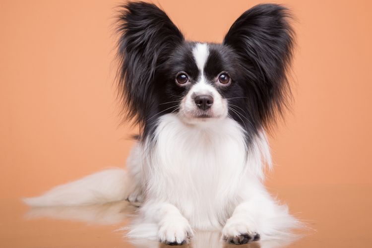 Schöner kleiner Papillon-Hund mit großen schwarzen Ohren sitzt auf rosa Hintergrund