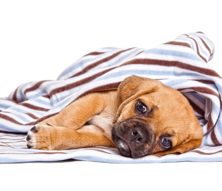 Niedlicher Puggle Welpe Niedlicher Puggle-Welpe isoliert auf weißem Hintergrund