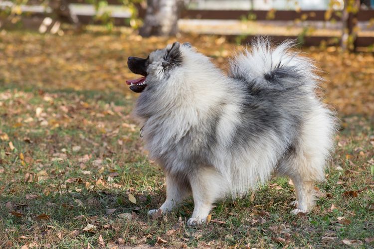 Niedlicher Wolfsspitz Welpe steht im Herbst im Park. Keeshond oder deutscher Wolfsspitz. Haustiere. Reinrassiger Hund.