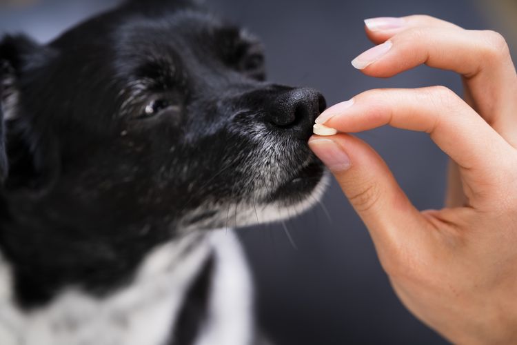 Tier Hund Pille Behandlung oder Medikamente in der Hand