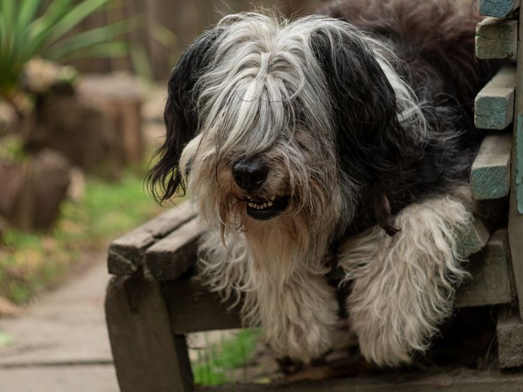 Polnischer Niederungsschäferhund sitzt auf einer Holzbank und zeigt seine rosa Zunge. Selektiver Fokus auf eine Nase. Porträt eines niedlichen, großen, schwarz-weißen, flauschigen, langhaarigen Hundes mit dickem Fell. Lustiger Hintergrund für Haustiere