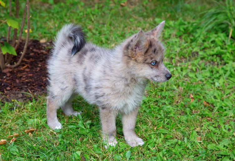 Entzückender blauäugiger Pomsky-Welpe. Pomsky ist eine künstliche Rasse, eine Mischung aus Siberian Husky und Pomeranian