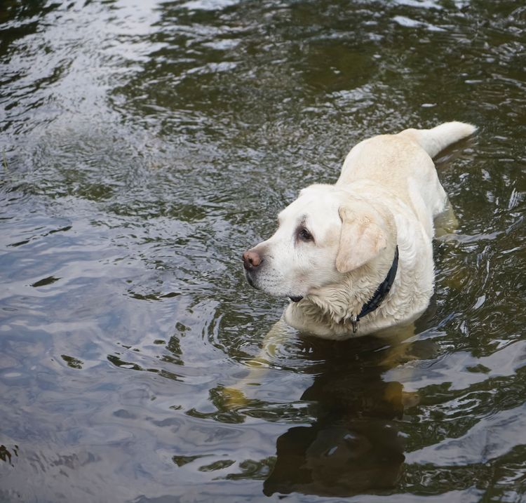 Porträt eines weißen Akbash. Hund im Wasser eines Teiches stehend