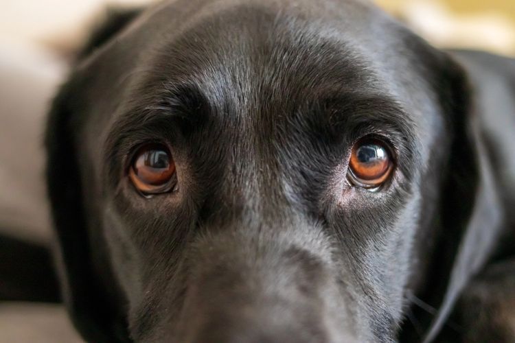 Schwarzer Labrador von Angesicht zu Angesicht Schwarzer Labrador von Angesicht zu Angesicht