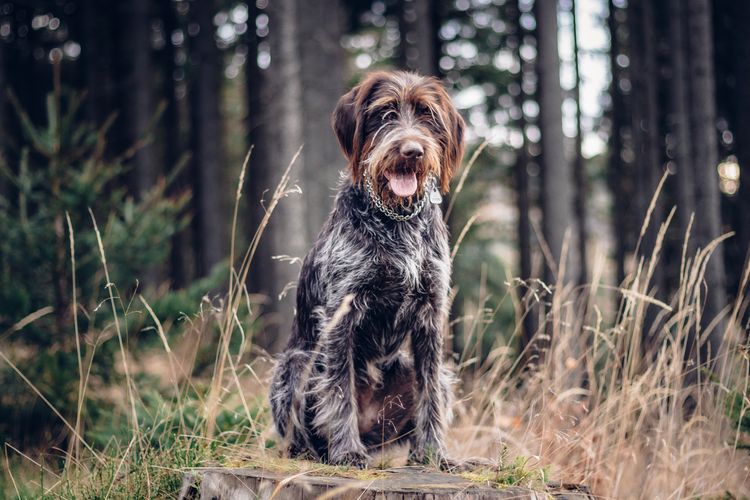 Schöne Hündin Rough-coated Bohemian Pointer sitzt auf einem Baumstumpf und schaut mit herausgestreckter Zunge zu. Der beste Freund und Beschützer des Menschen. Porträt eines sitzenden Hundes in Tidewater Green Ton