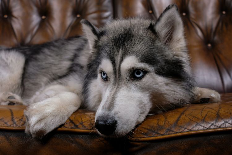 Schöner flauschiger Husky sitzt auf einem braunen Ledersofa. Porträt eines Husky-Hundes Nahaufnahme. erwachsener Husky-Hund
