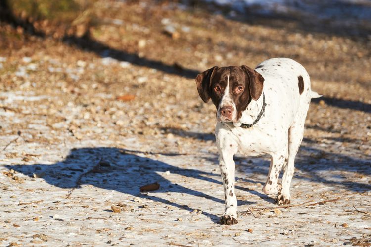 Alter dänischer Vorstehhund beim Spaziergang auf einem Waldweg im Winter