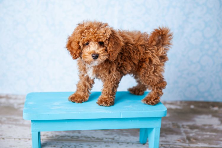 Niedlicher kleiner Bichon Pudel Bichpoo Welpenhund, der auf einer blauen Bank steht und ängstlich schaut