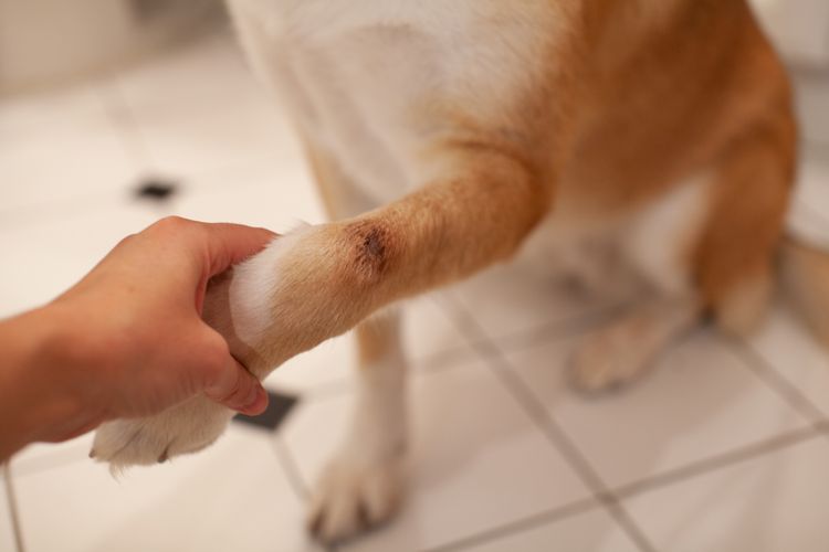 Ein Bernhardiner-Husky-Mischling hat eine schmerzhafte heiße Stelle an der Vorderpfote und hat sie geleckt, bis sie rot, blutig und wund war. Sie haben auch das Fell um die Stelle herum ausgerissen, um die Heilung zu unterstützen.