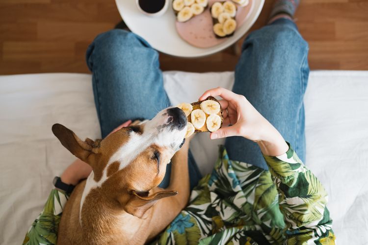 Frühstück mit Haustieren zu Hause. Ein Erdnussbutter-Bananen-Sandwich mit einem Hund teilen, Aufnahme von oben, Indoor-Lifestyle