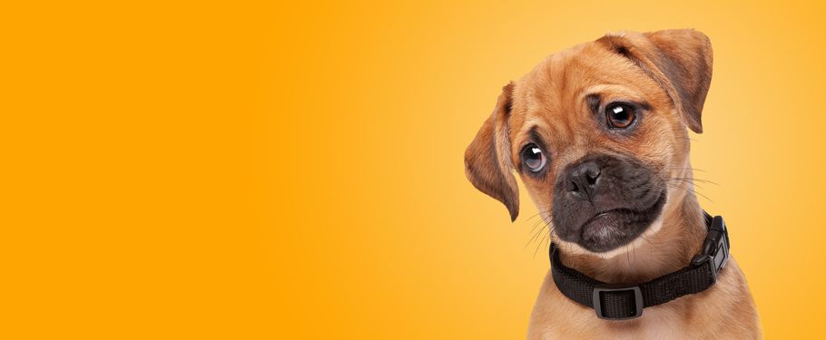 Porträt eines Mops Cavalier Mischling vor einem Hintergrund mit orangefarbenem Farbverlauf. halb Mops halb Cavlier King Charles Spaniel Porträt eines Pugelier-Welpen vor einem orangefarbenen Hintergrund mit Farbverlauf. halb Mops halb Cavlier King Charles Spaniel