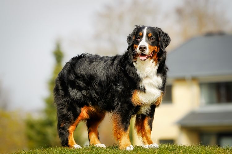 Reinrassiger Berner Sennenhund, aufgenommen im Frühling.