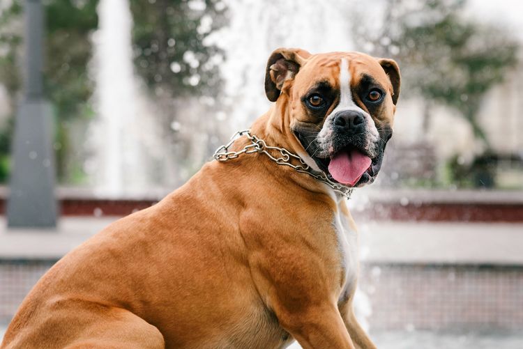 Boxer-Hund auf dem Hintergrund des Brunnens