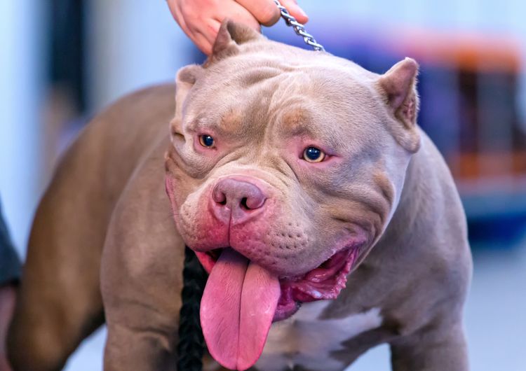Kopfporträt eines dunkelgrauen amerikanischen Bullyhundes mit wachsamem Gesichtsausdruck.